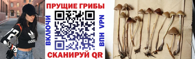 Купить закладки Анадырь Галлюциногенные грибы Psilocybe